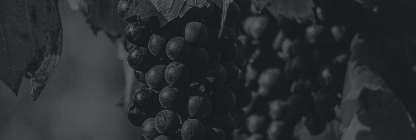 close up of grapes in the vine in black and white