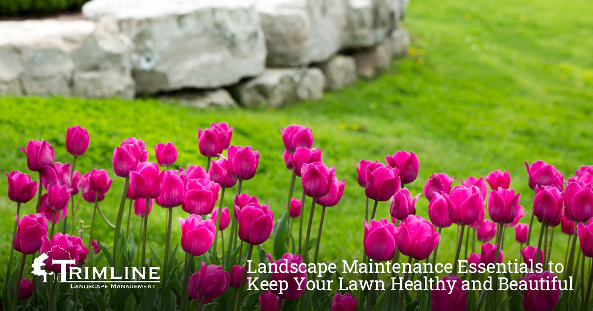 Landscape Maintenance Essentials to Keep Your Lawn Healthy and Beautiful