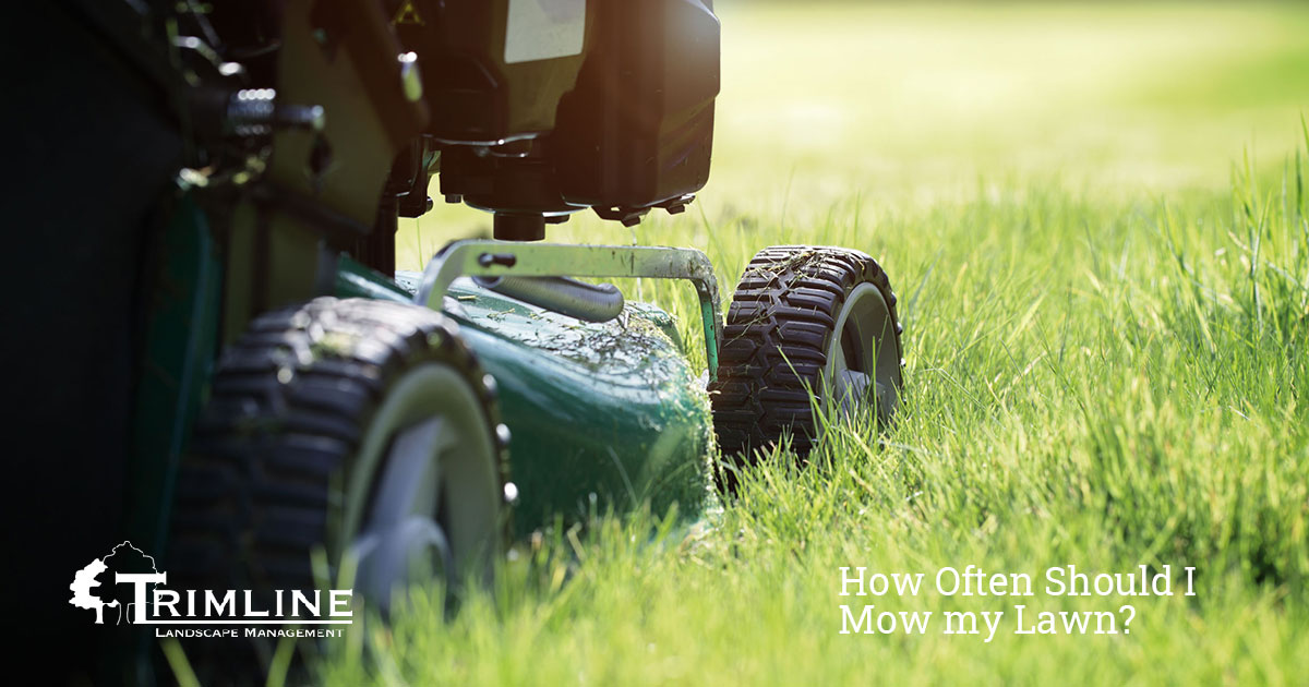 How Often Should I Mow my Lawn Trimline Landscape Management