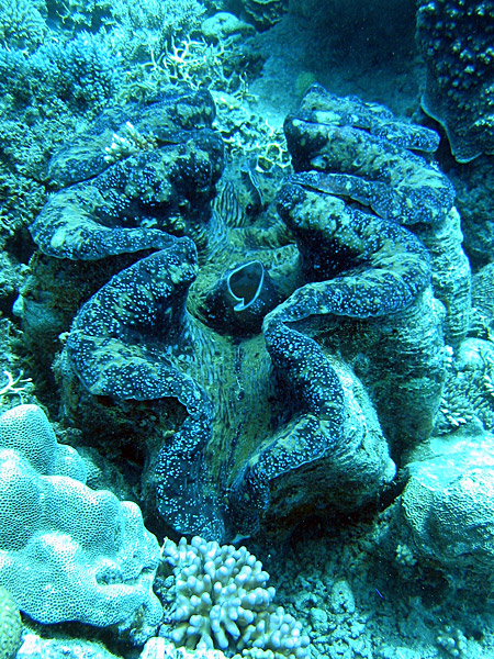  Giant clam shell in the Great Barrier Reef. 