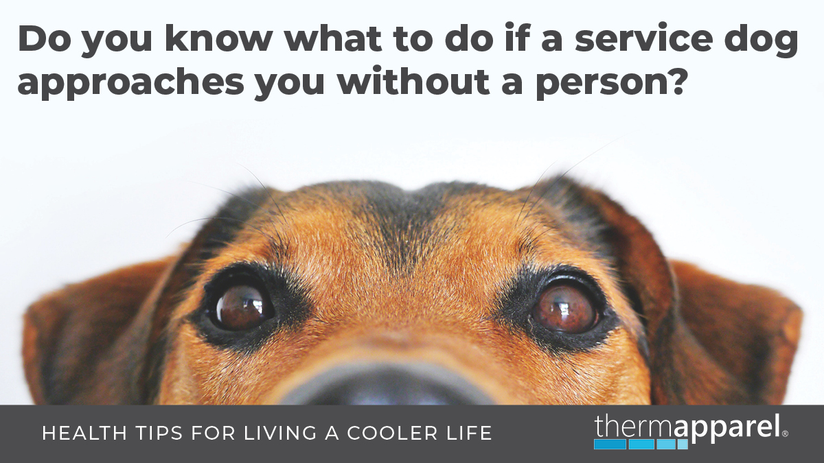 Do you know what to do if a service dog approaches you without a person?