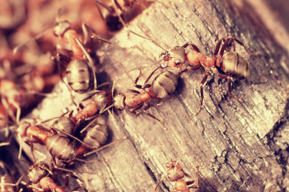 insects on siding of a house