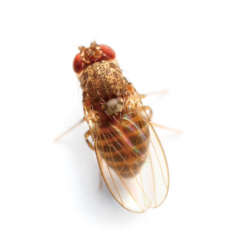 Prevent infestation with Vinegar Flies, avoid the risk of having Drosophila  Melanogaster in your home