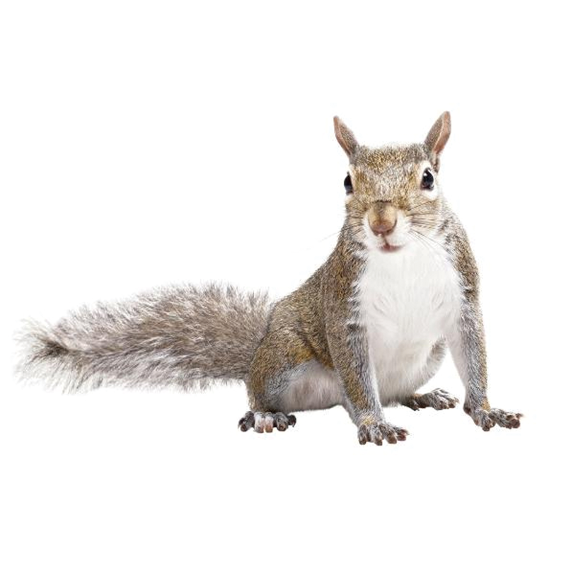 gray squirrel