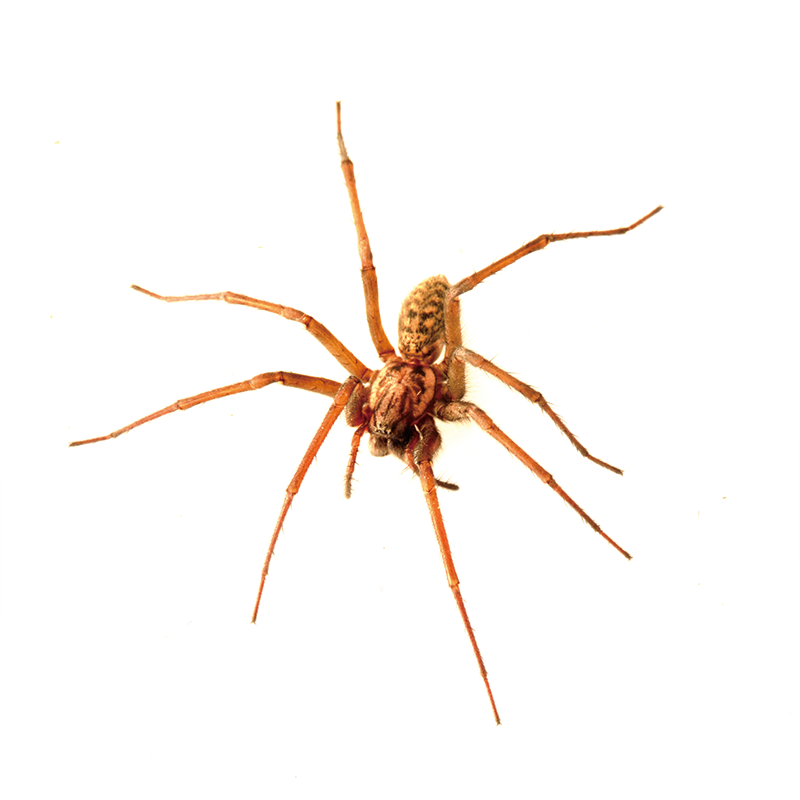 non poisonous house spiders