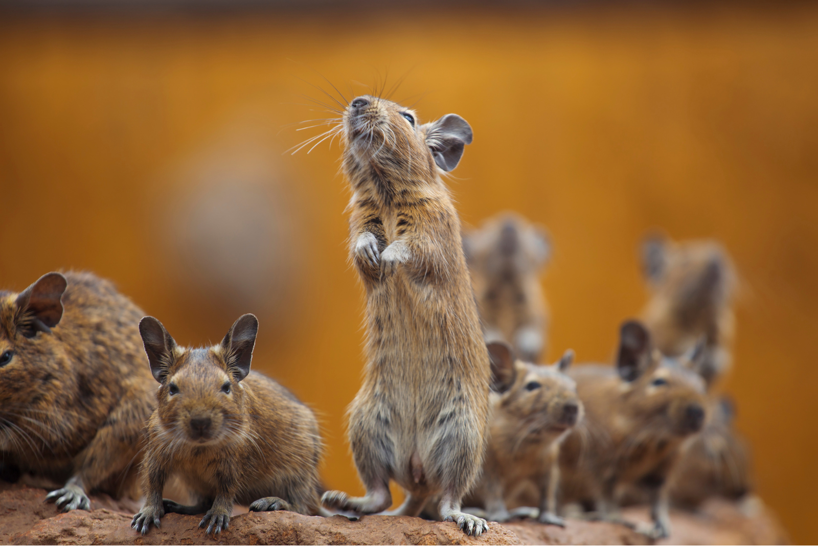 7 rodents on a tree branch