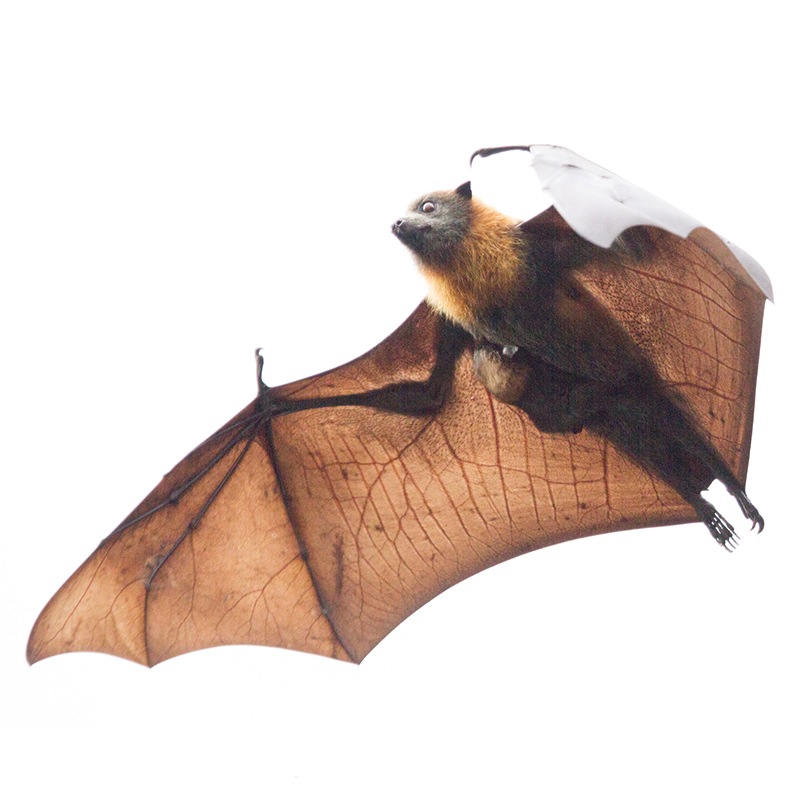 File:Little brown bat in mist net (5929943005).jpg - Wikimedia Commons