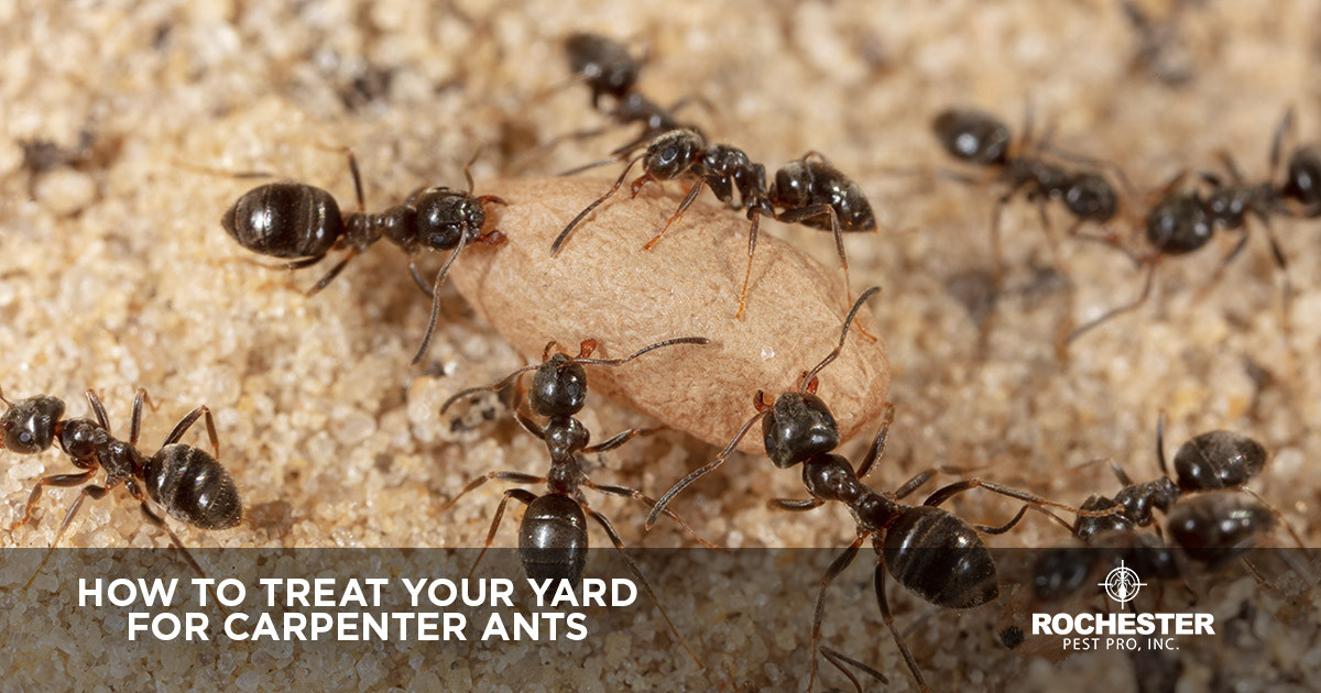 carpenter ants at work