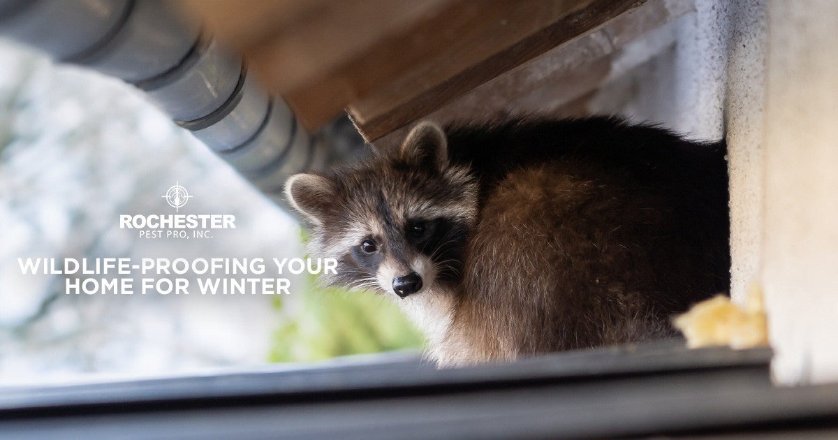 Wildlife-Proofing Your Home for Winter