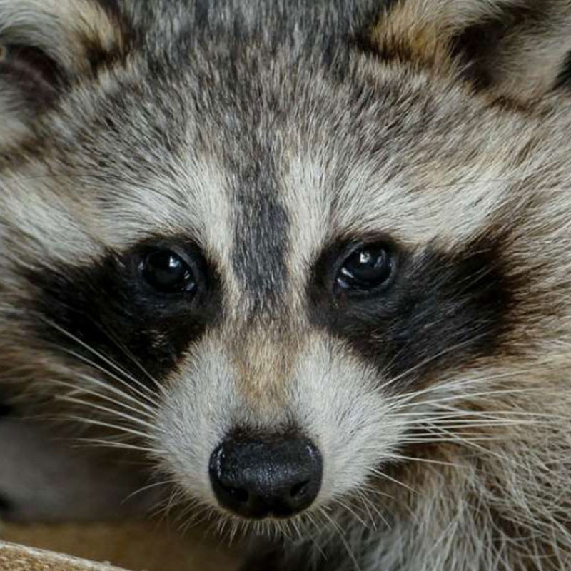 How to trap and remove a raccoon in West Virginia, Raccoon