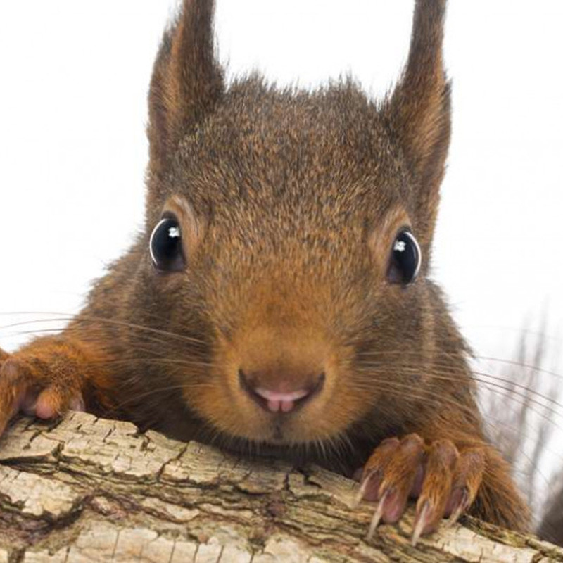 Squirrel Removal  Wildlife Control Experts in New York & Vermont