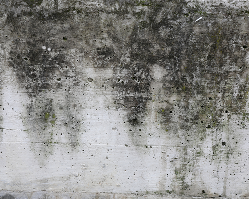 Damp basement wall with peeling paint, visible mold growth, and water damage near the floor.