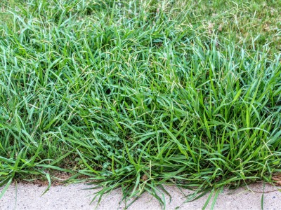 overgrown crab grass 