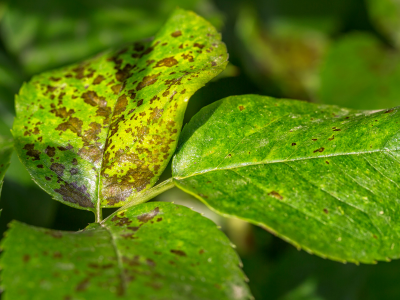 three green leaves with disease spots