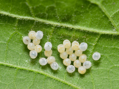 insect eggs on a leaf