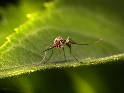 insect on a bright green leaf