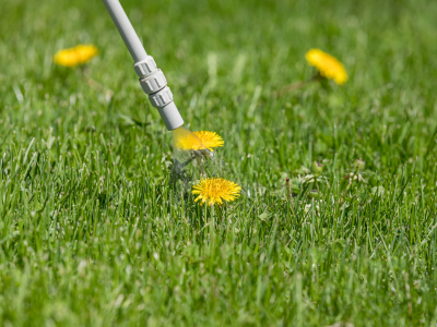 weed killer being sprayed on a dandelion 