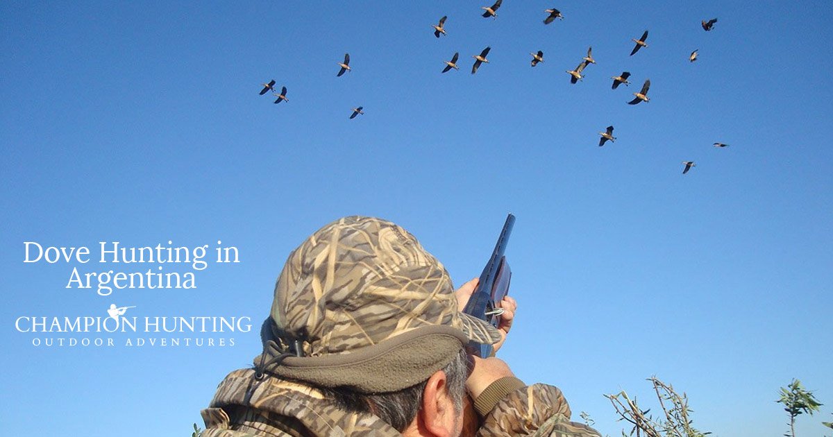 A Short Guide to Dove Hunting in Argentina