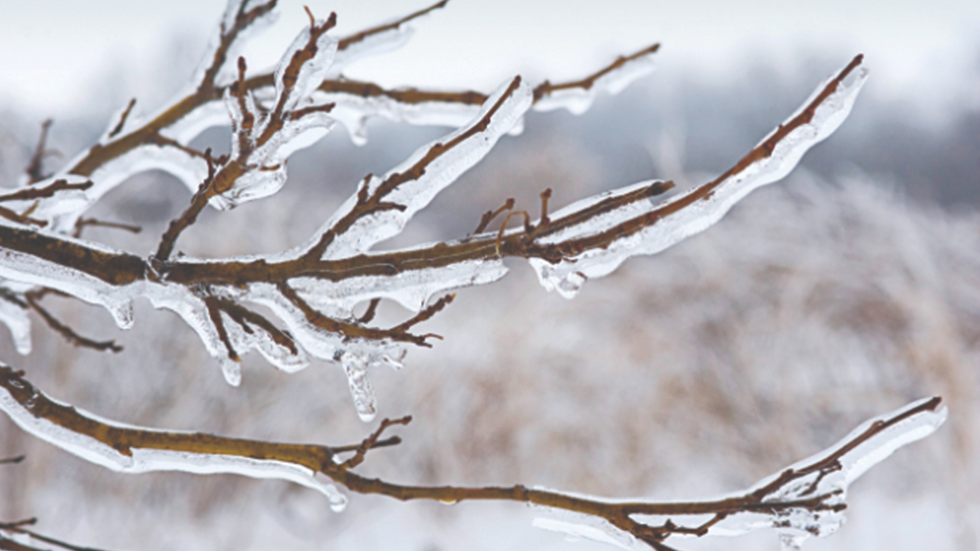 ice on tree branch