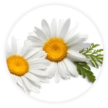 white daisies
