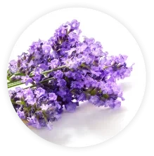 small purple flowers