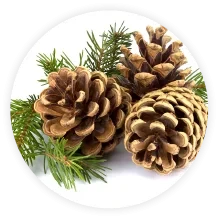 pine cones