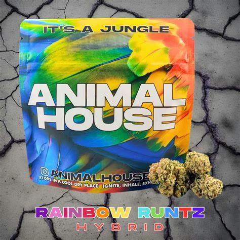 Rainbow Runtz | 3.5G | Flower