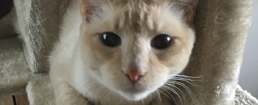 Harley
