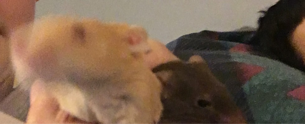 Pumpkin