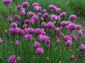 Chives with flowers