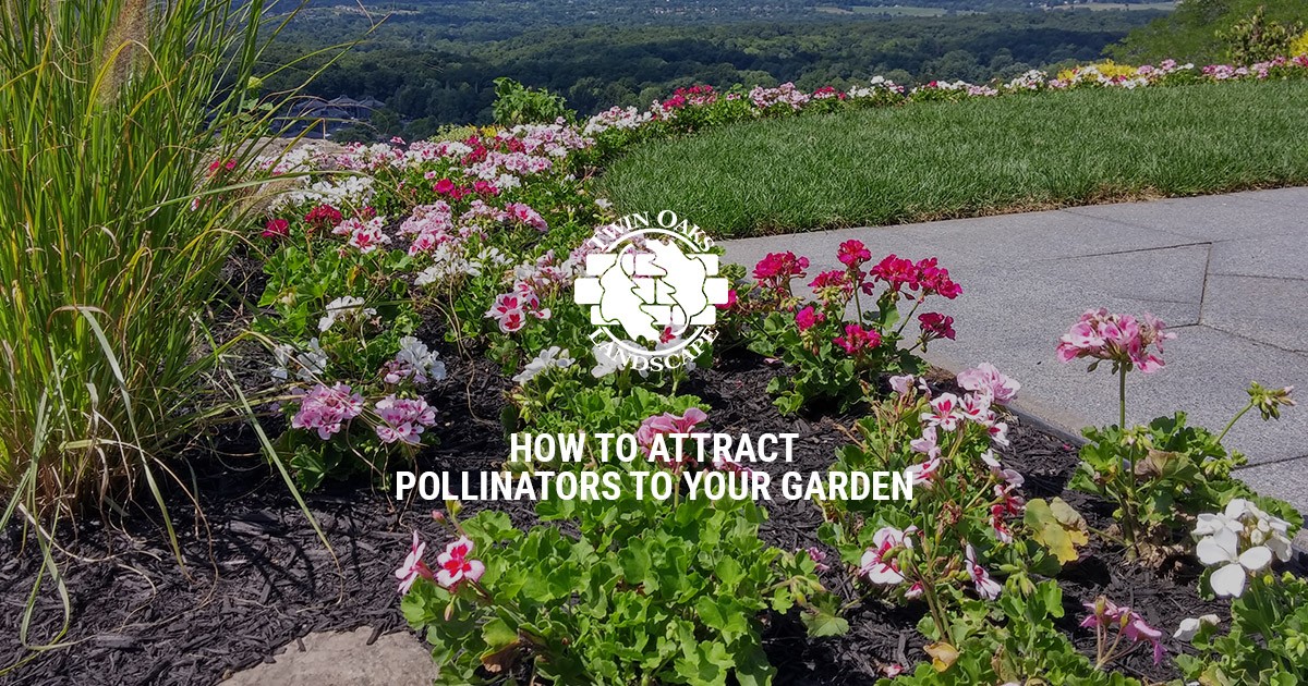 How to Attract Pollinators to Your Garden