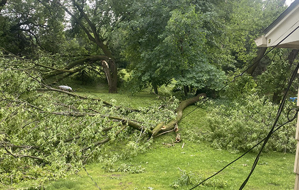 downed tree after storm