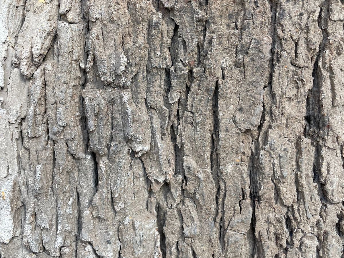 Cottonwood Tree Bark Wall Panel 7' x 9'