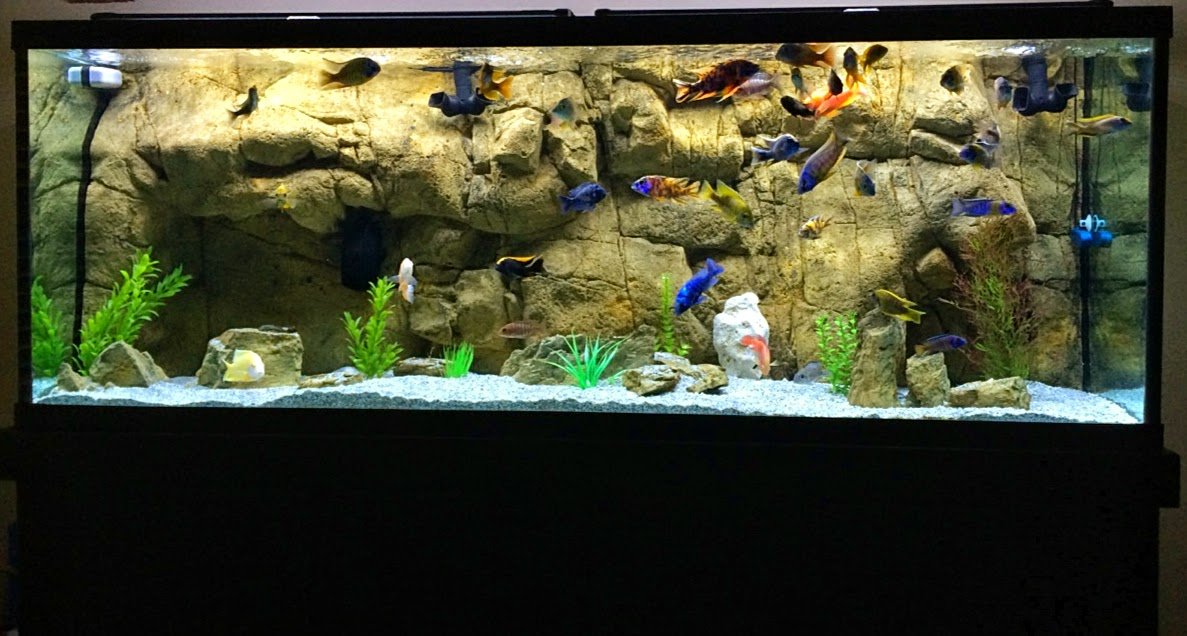 aquarium with faux rock background panel and colorful fish