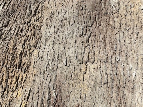 Cottonwood Tree Bark Wall Panel 7' x 9'