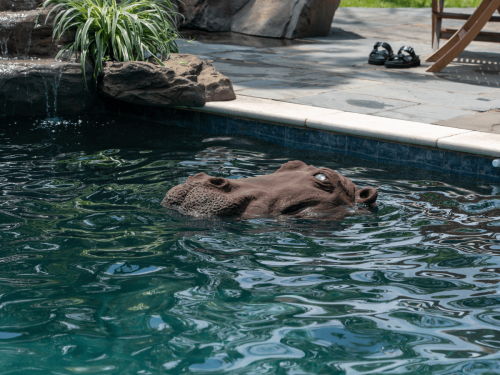 Floating - Hippo Head Large