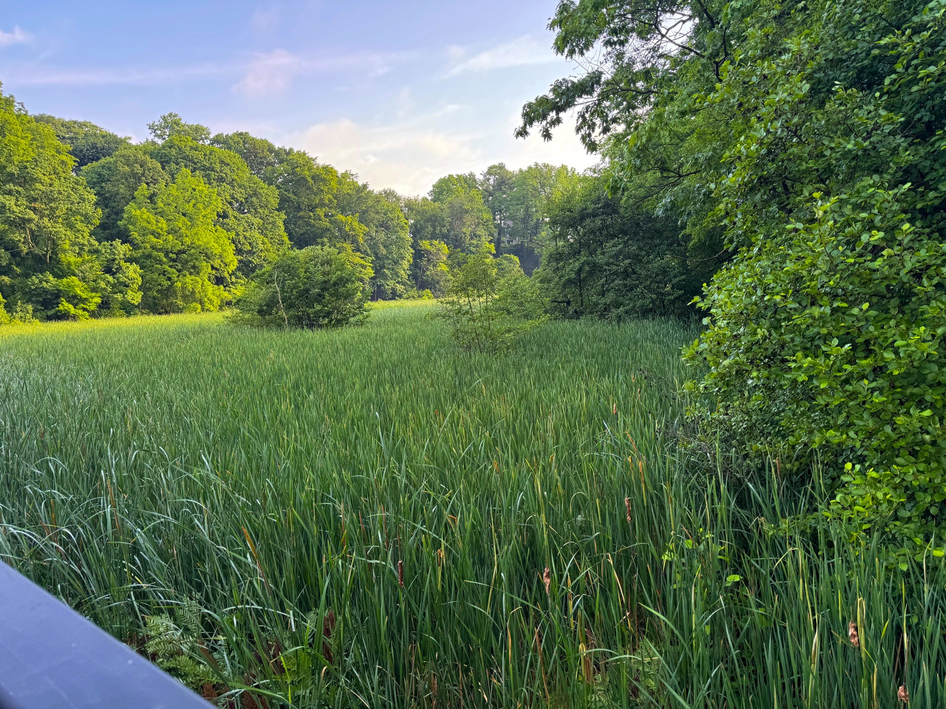 Marsh lands in Irondequoit near Durand-Eastman beach