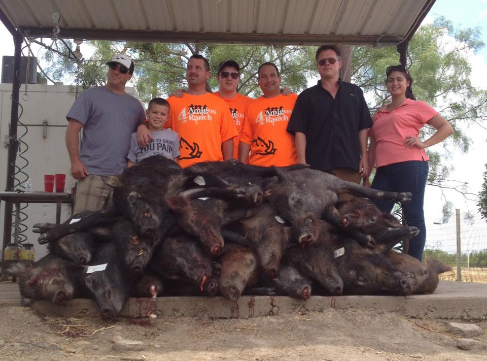 wild boar hog hunting texas