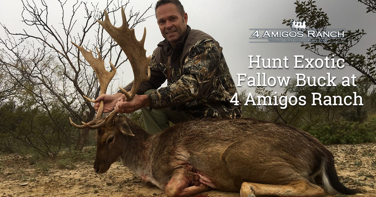 Hunt Fallow Bucks in Texas