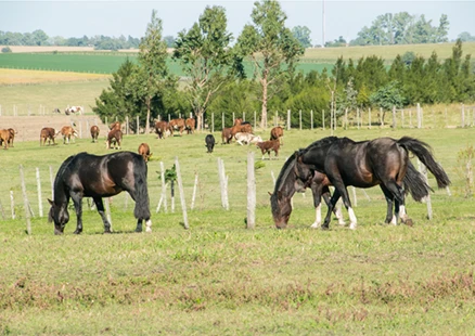 Preclinical Animal Studies