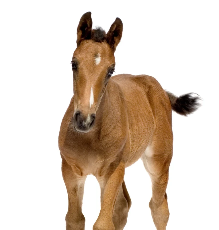 Rhodococcus Equi Antibody (Pneumomune-Re) USDA LICENSED