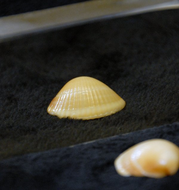 Shell reflected in gold mirror coating