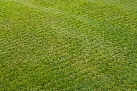 aerated lawn