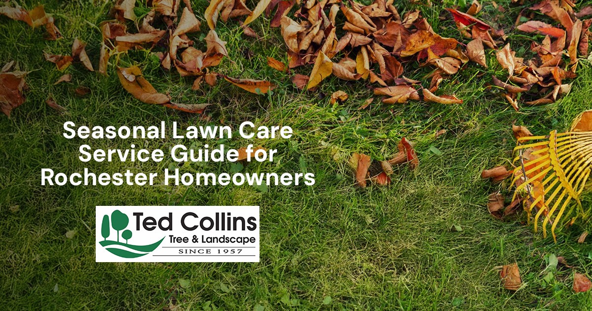 Seasonal Lawn Care Service Guide for Rochester Homeowners