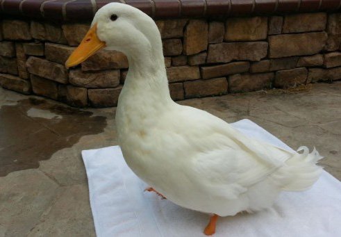 3D Printing Gives One Lucky Duck His Step Back