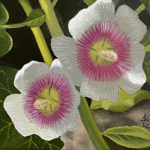 Hollyhocks