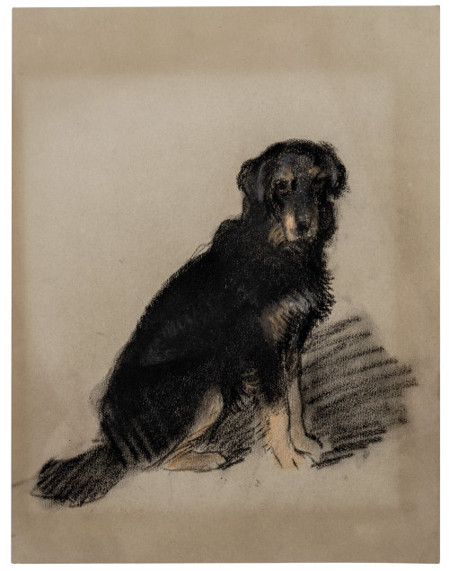 An Antique English Flat Coated Retriever Portrait Study Drawing Archibald Thorburn