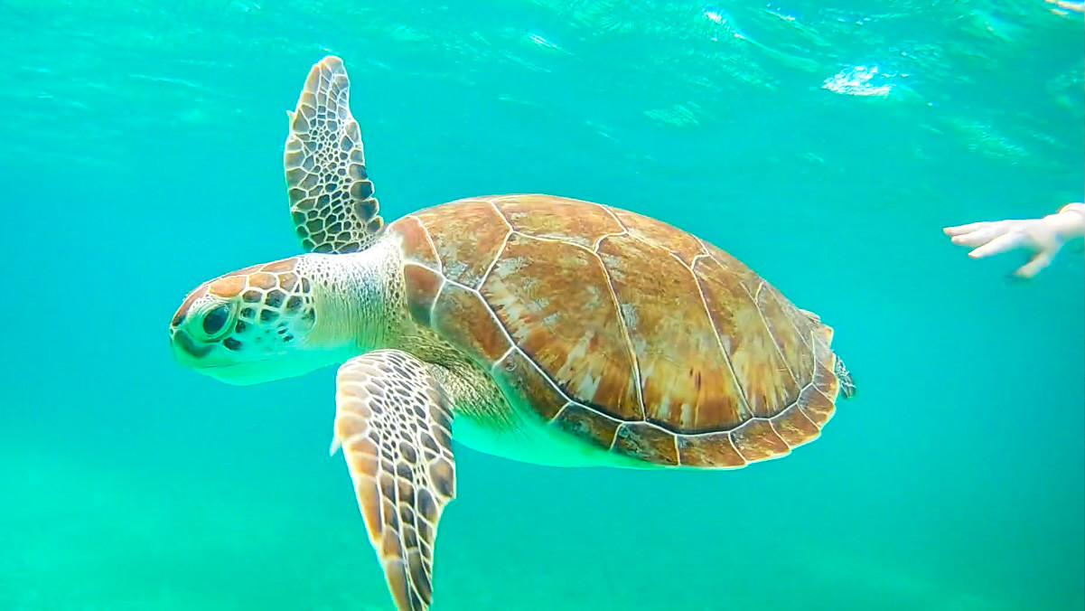 a turtle swimming in the water